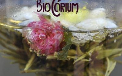 BioCorium et la fermentation